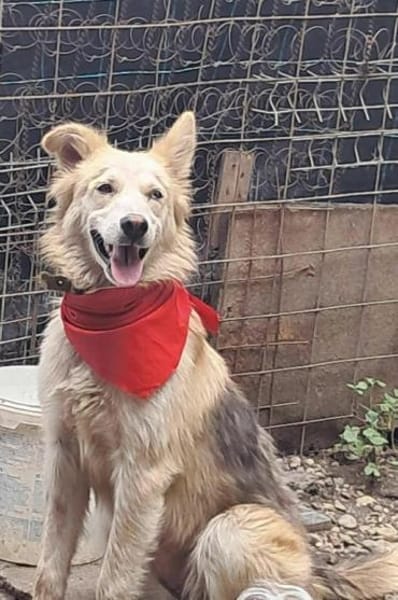 Ronja suche Menschen mit Herz