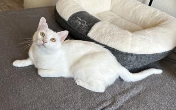 Ally sucht ihre Kuschelmenschen