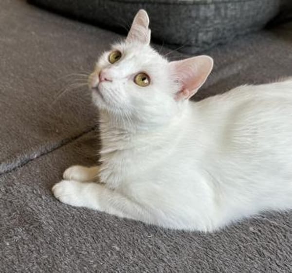 Ally sucht ihre Kuschelmenschen