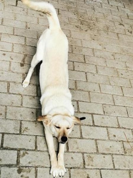 Rintintin su. Einzelplatz