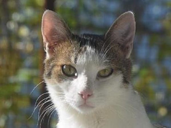 MICKY-lieber, freundlicher Kater