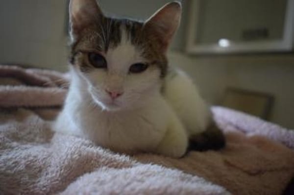 MICKY-lieber, freundlicher Kater