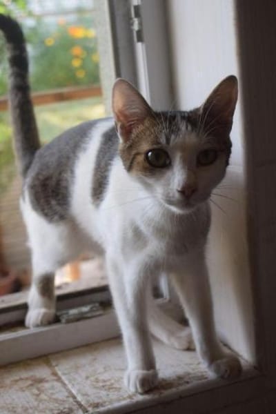 MICKY-lieber, freundlicher Kater