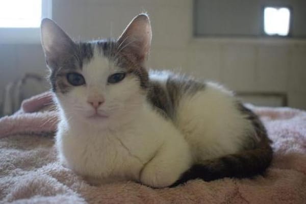 MICKY-lieber, freundlicher Kater