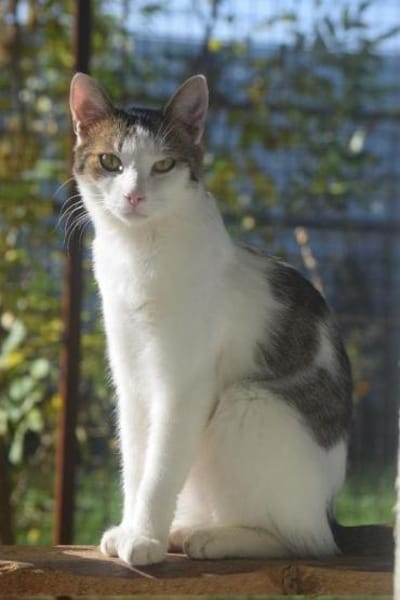 MICKY-lieber, freundlicher Kater