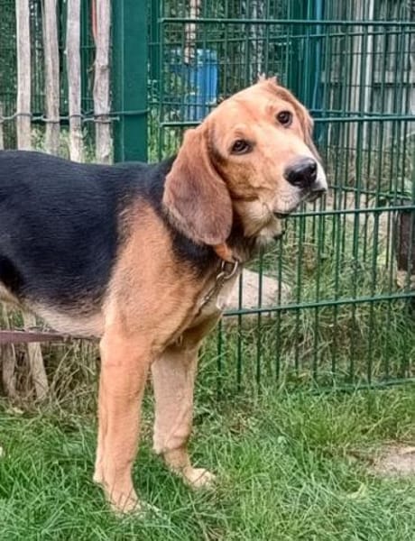 Simba  ein fröhlicher Jungspund