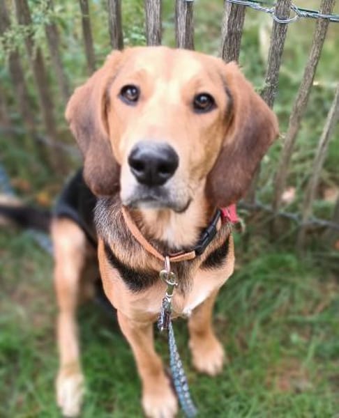 Simba  ein fröhlicher Jungspund