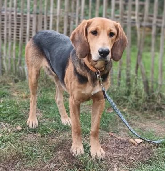 Simba  ein fröhlicher Jungspund