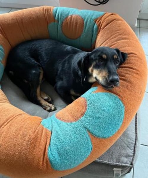 💕Berta💕sucht ihre Menschen 💕🐾