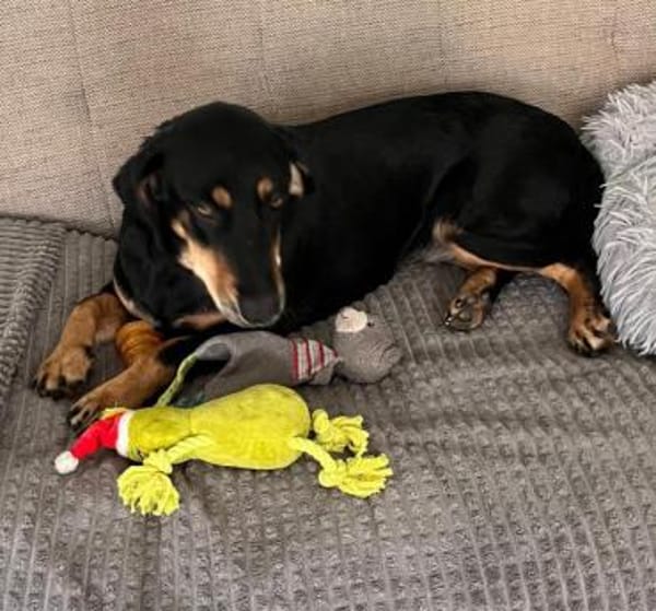 💕Berta💕sucht ihre Menschen 💕🐾