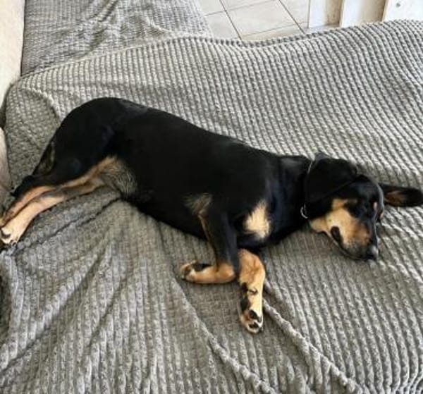 💕Berta💕sucht ihre Menschen 💕🐾