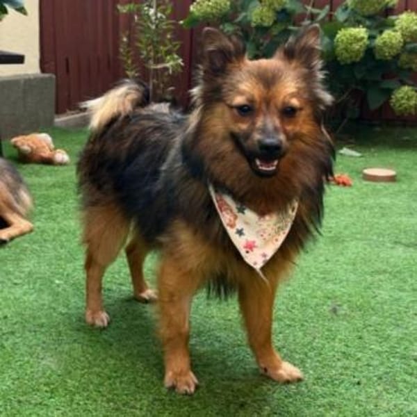 Lilo - Spitzmix sucht Zuhause