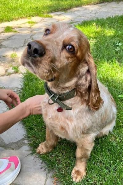 Spaniel-Mischling PHILIPP sucht Familie