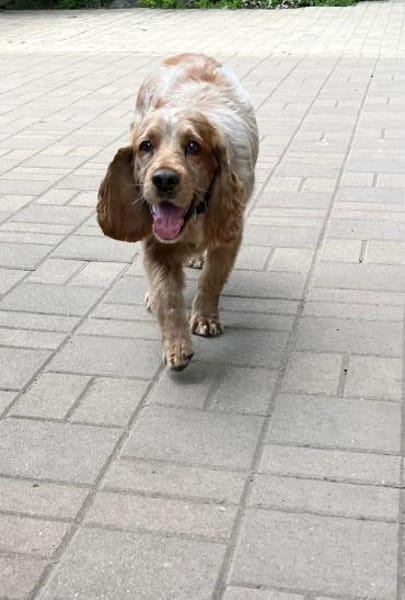 Spaniel-Mischling PHILIPP sucht Familie