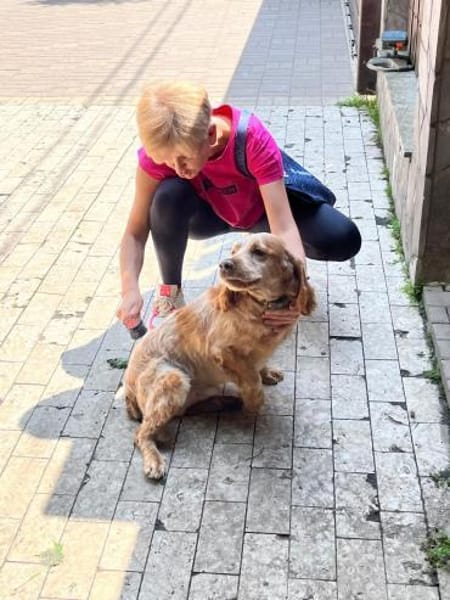 Spaniel-Mischling PHILIPP sucht Familie