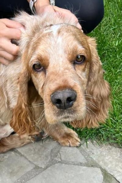 Spaniel-Mischling PHILIPP sucht Familie