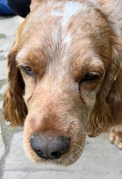 Russischer Spaniel sucht zuhause!
