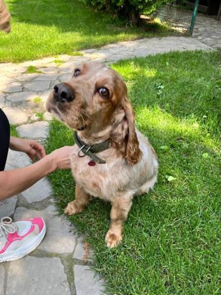 Russischer Spaniel sucht zuhause!