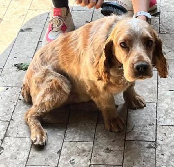 Russischer Spaniel sucht zuhause!