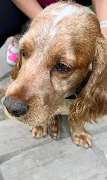 Russischer Spaniel sucht zuhause!
