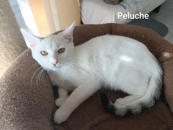 Peluche