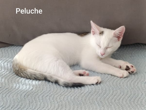Peluche