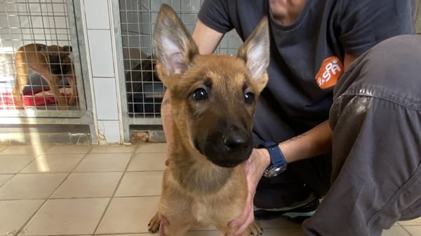 ATHENA