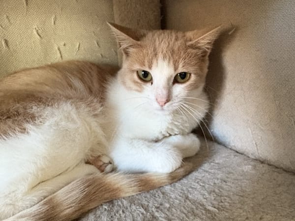 Lyra