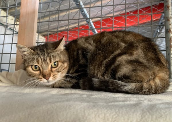 Minette