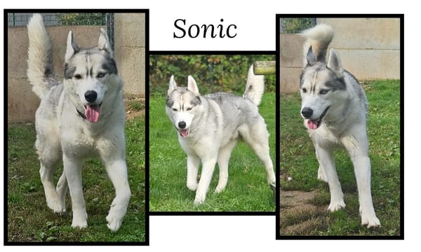 SONIC