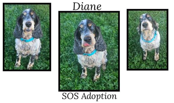 DIANE (Réservée)