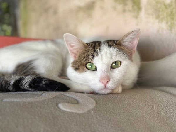 DOMINO