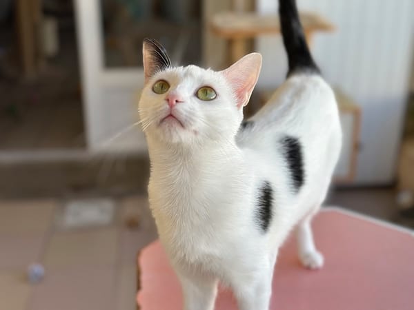 PERDITA