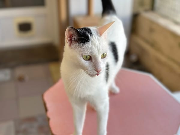 PERDITA