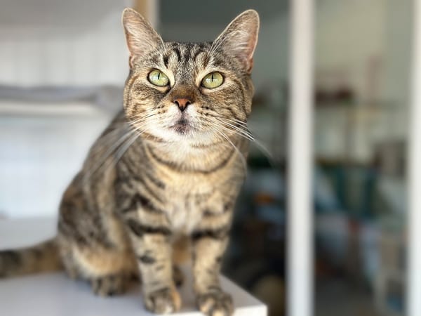 NALA