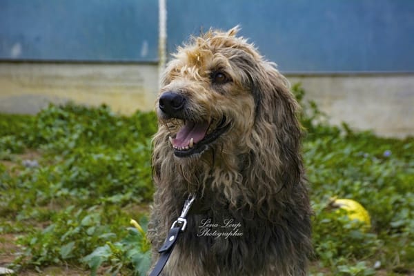 RALF