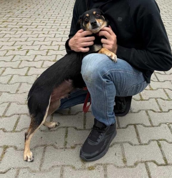 Ziko