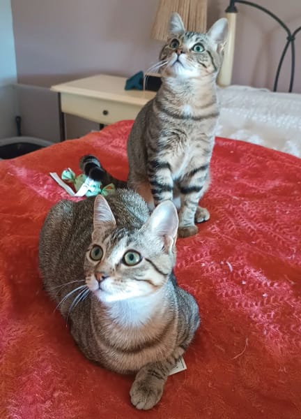 ASTRA ET AVANA