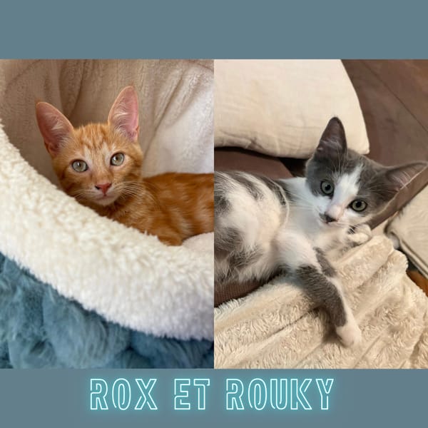 ROX ET ROUKY