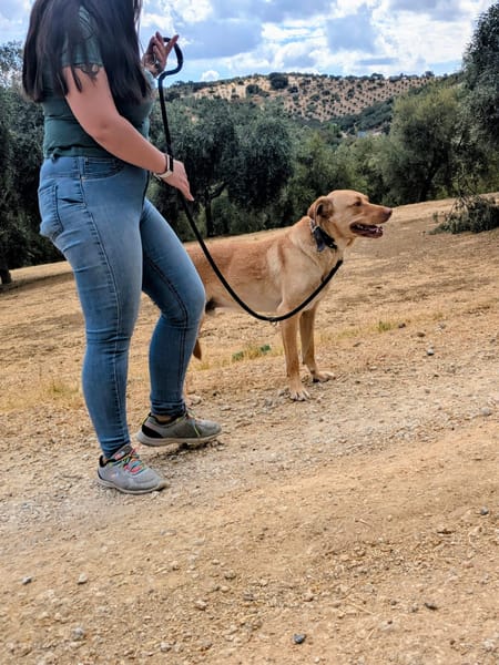 AVION  (Union animal)