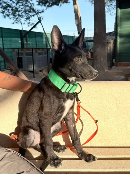 ACE (Martina)