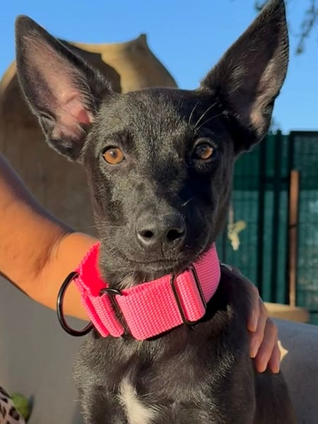 CORA (Martina)