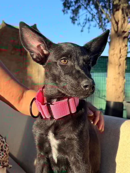 CORA (Martina)