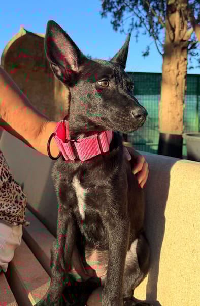 CORA (Martina)