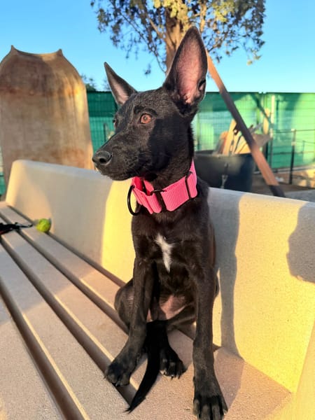 CORA (Martina)