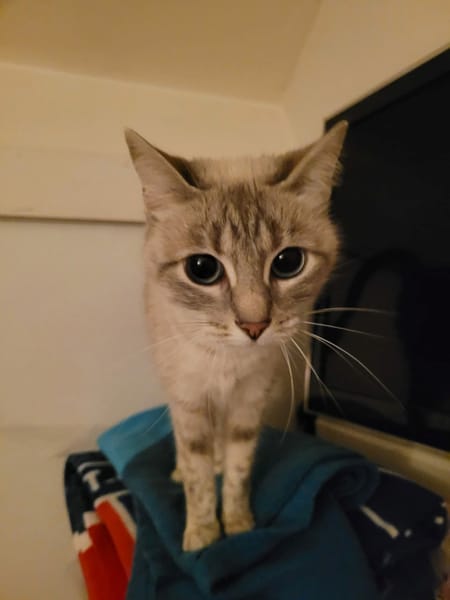 Chipie