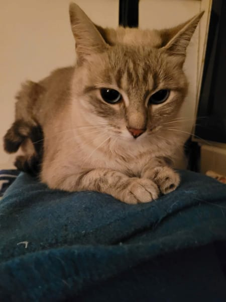 Chipie
