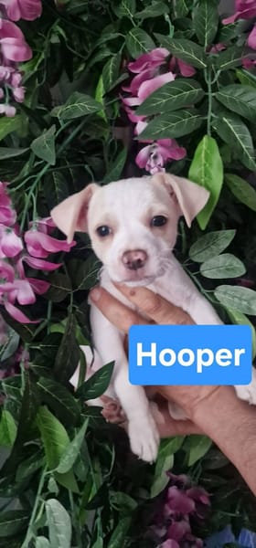 Hooper