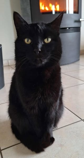REGLISSE