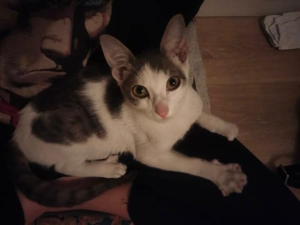 LOKI